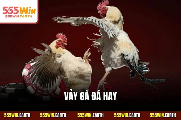 Vảy Gà Đá Hay